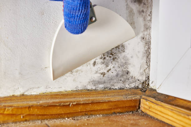 Best Mold Damage Restoration  in Marist College, NY
